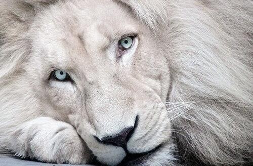 Resultado de imagen para leon blanco